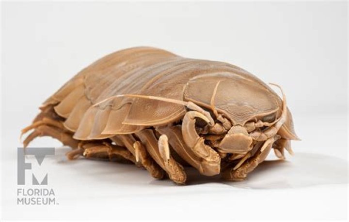 How big is the world's largest pill bug?