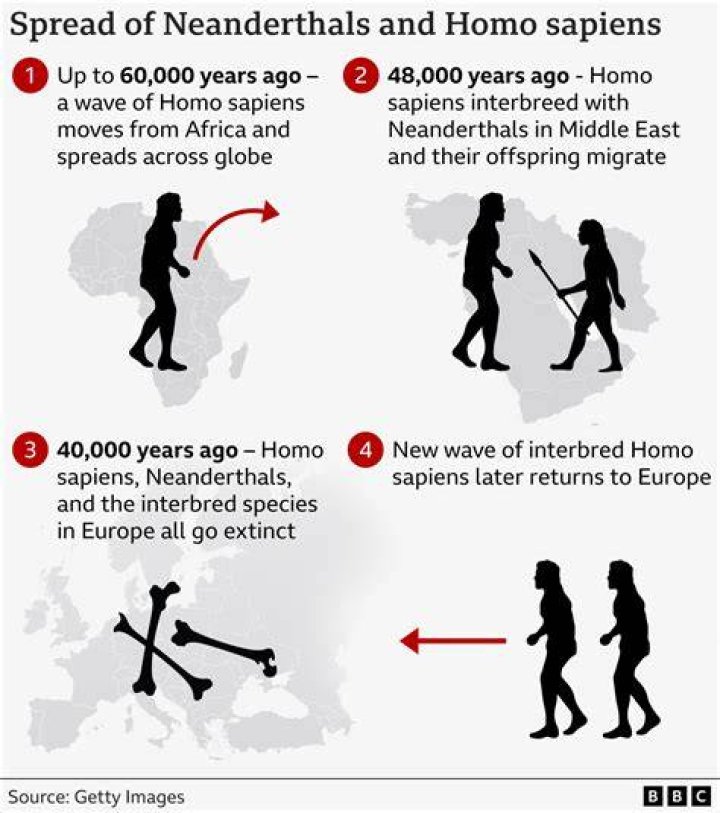 How big were Neanderthals compared to humans?