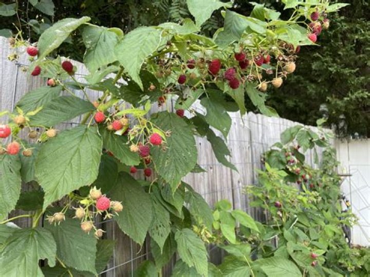 How big will a raspberry bush get?