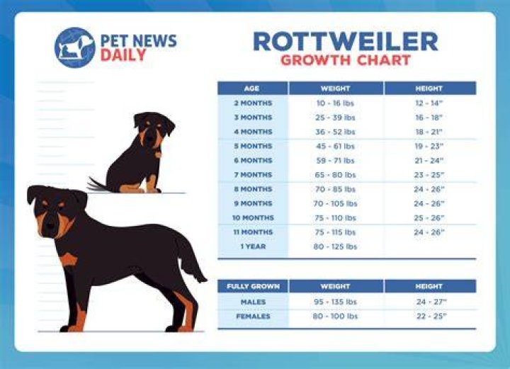 How big will a rottweiler shepherd mix get?