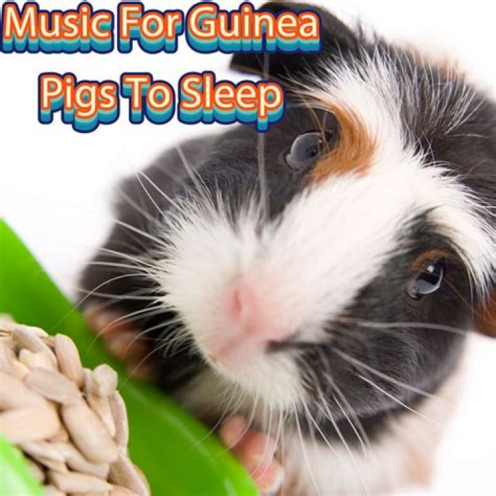 How can I calm my guinea pig?