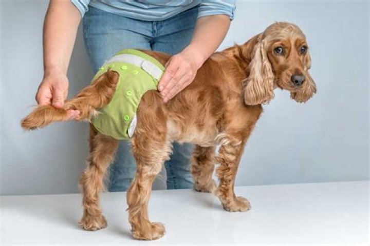 How can I help my older dog incontinence?