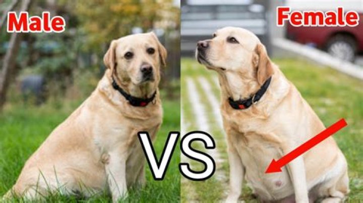How can I identify my Labrador?