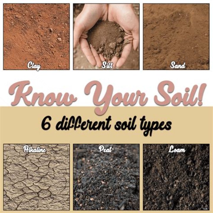 How can I improve the quality of my garden soil?