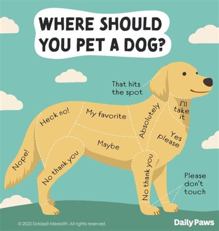 How can I make my dog tired?