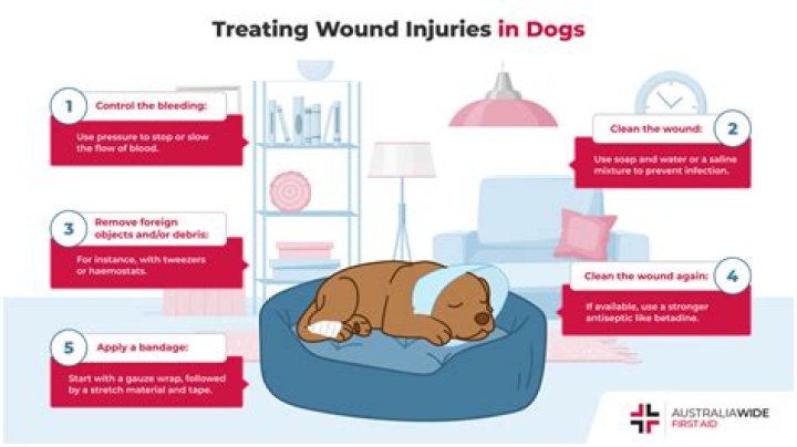 How can I treat my dogs wound at home?