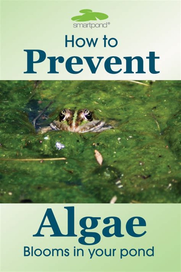 How can we prevent algae blooms?