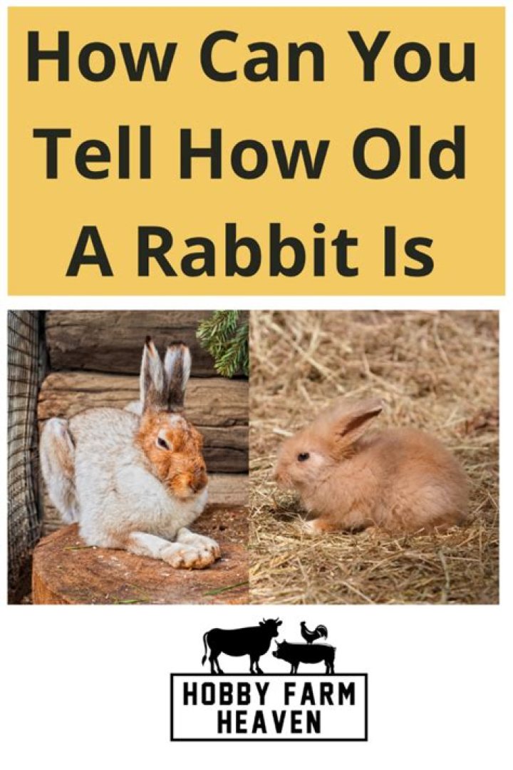 How can you tell how old your bunny is?