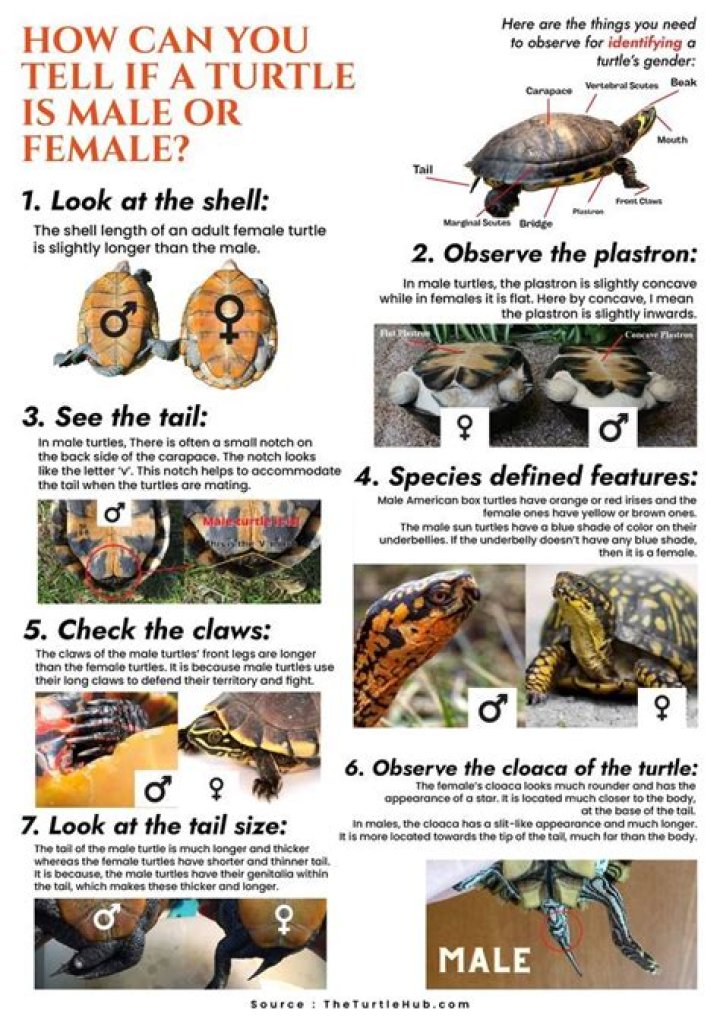 How can you tell if a turtle is a male or female?