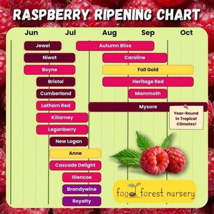 How can you tell if raspberries are fresh?