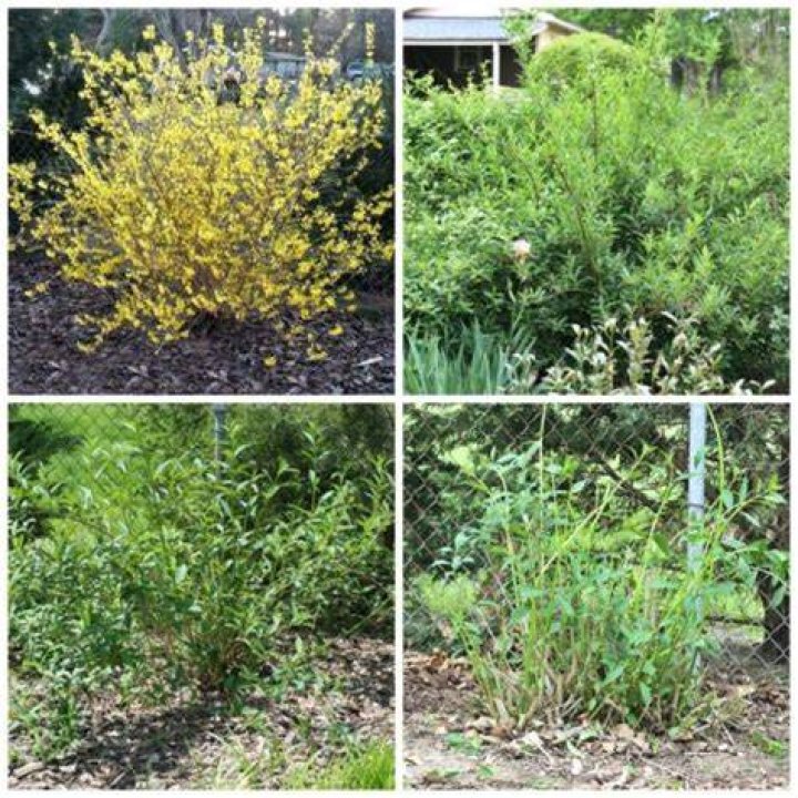 How close can you plant forsythia?