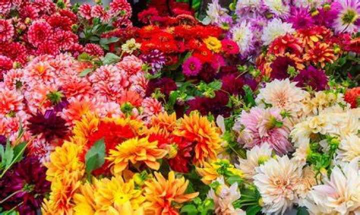 How cold is a flower cooler?
