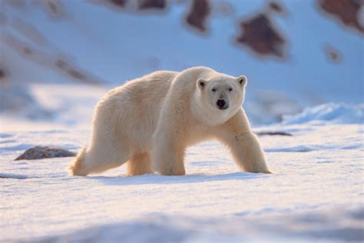 How come polar bears don't get cold?