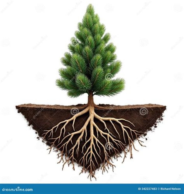 How deep are pine roots?