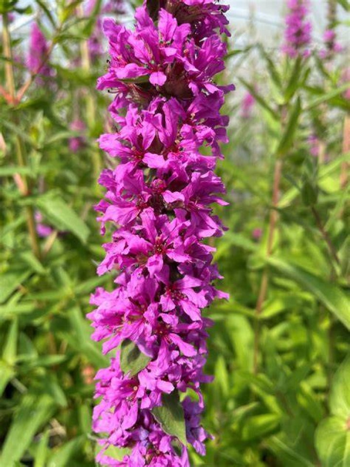 How did purple loosestrife get here?