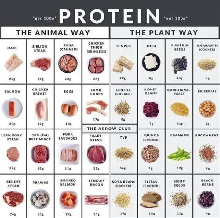 How do animals get their protein?