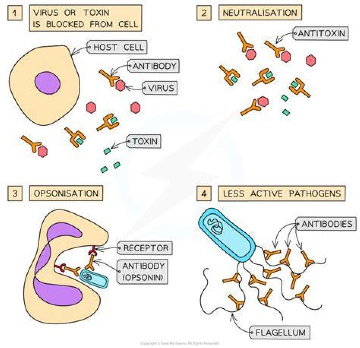 How do antibodies leave the body?