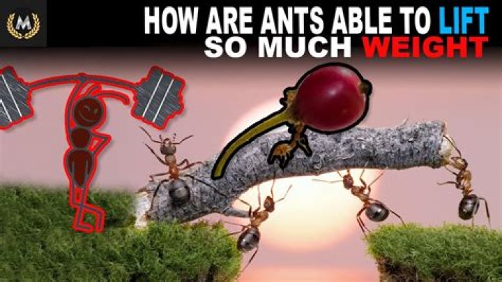 How do ants carry heavy things?
