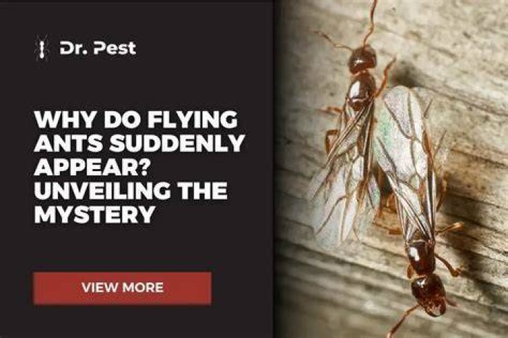 How do ants just appear out of nowhere?