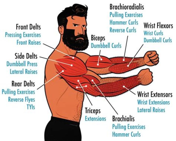 How do beginners build arms?