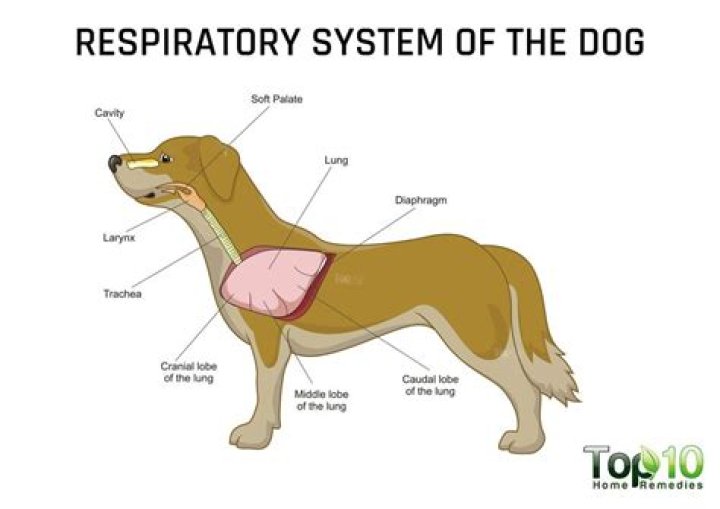 How do dogs breathe underwater?