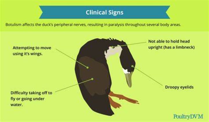 How do ducks get botulism?