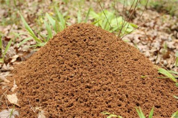 How do fire ants build mounds?