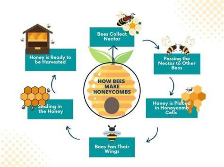 How do honey bees work?