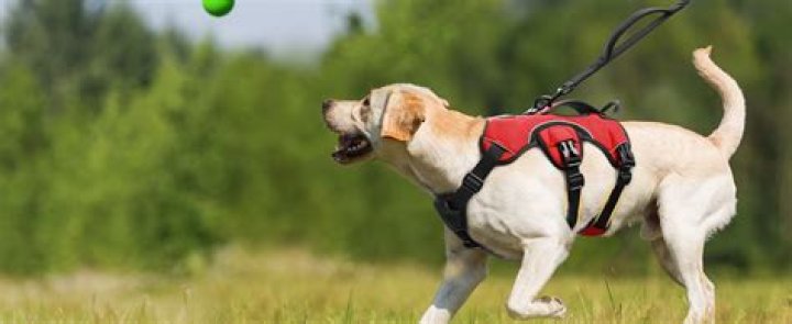 How do I adjust my Rabbitgoo dog harness?