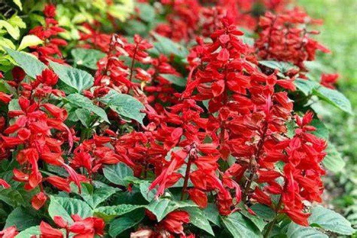 How do I care for my annual salvia?