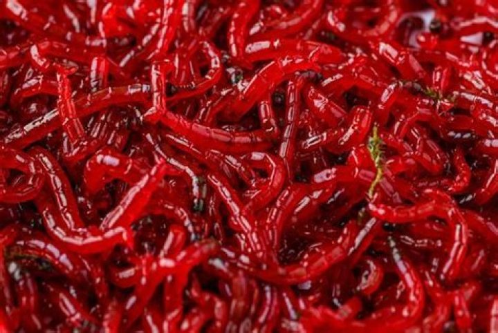 How do I feed my betta bloodworms?
