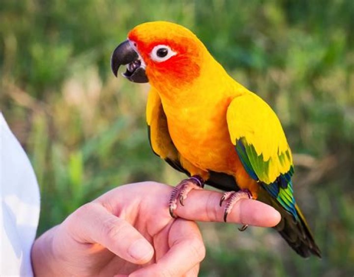 How do I get my bird to take a bath?