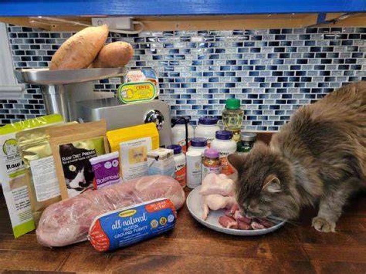 How do I get my cat to stop eating human food?