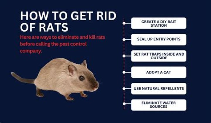 How do I get rid of a trapped mouse?