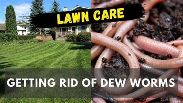 How do I get rid of dew worms in my lawn?