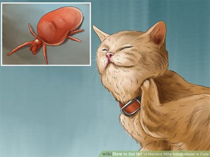 How do I get rid of harvest mites on my cat?