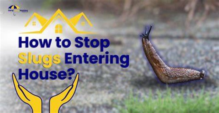 How do I get rid of slugs in my house UK?