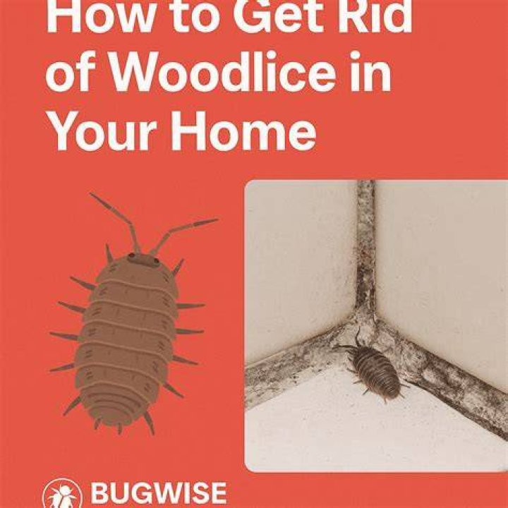 How do I get rid of woodlice in my house?