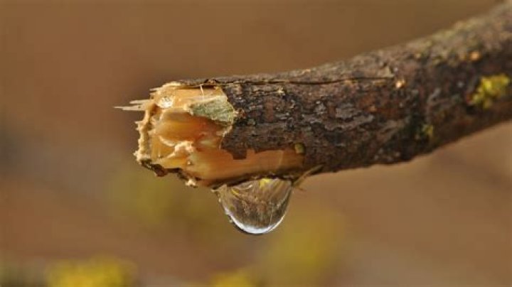 How do I get tree sap off my ceiling?