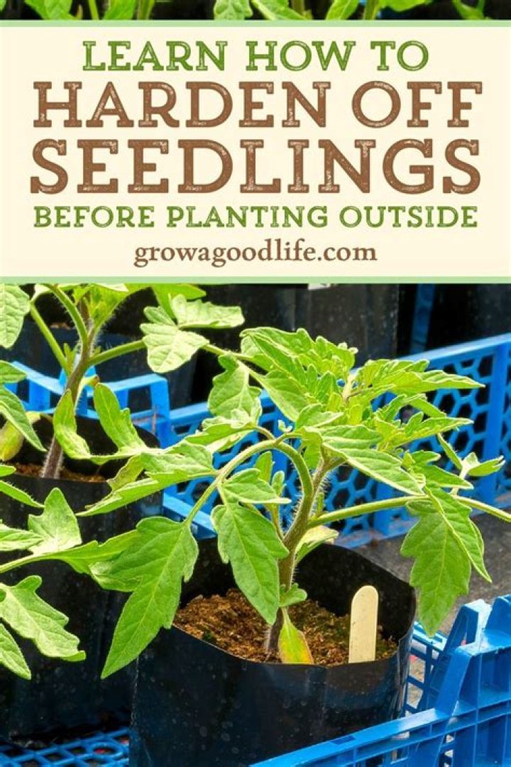 How do I harden my plants?