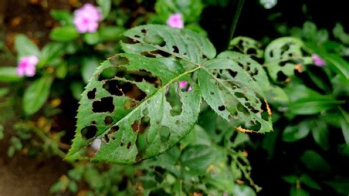 How do I identify my rose bush?