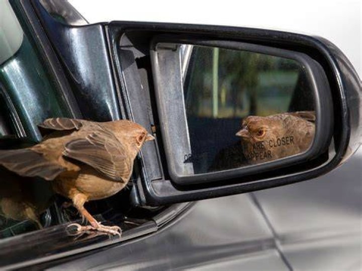 How do I keep birds from roosting on my car?