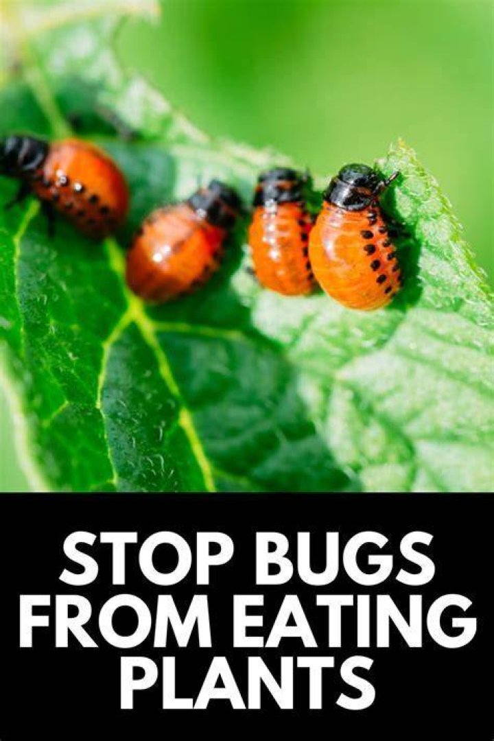 How do I keep bugs from eating my plant leaves?