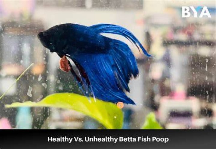 How do I know if my betta fish is healthy?