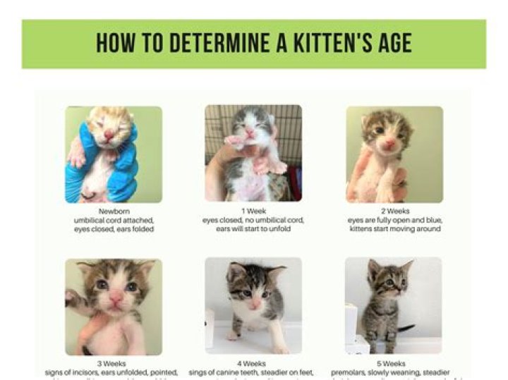 How do I know if my kitten is affectionate?