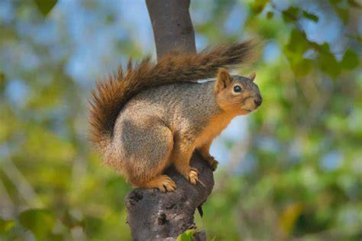 How do I know if my squirrel has mange?