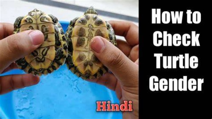 How do I know if my turtle is happy?
