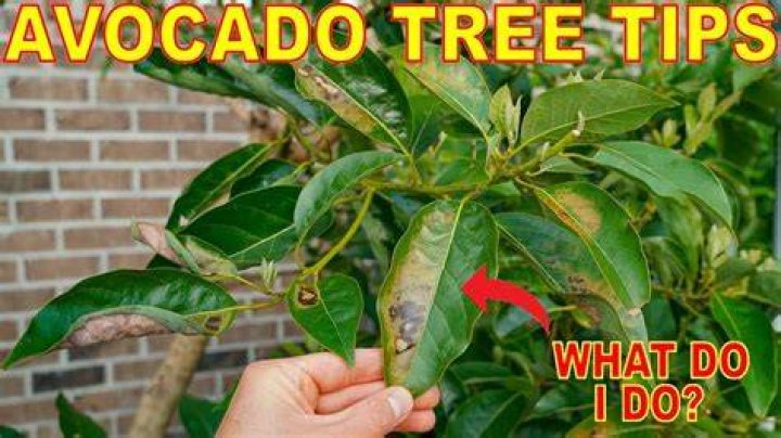 How do I make my avocado tree bushy?