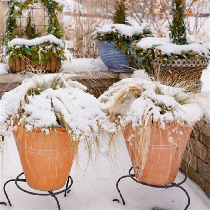 How do I protect my house plants in the winter?