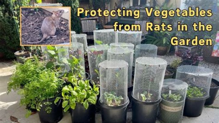 How do I protect my plants from mice?